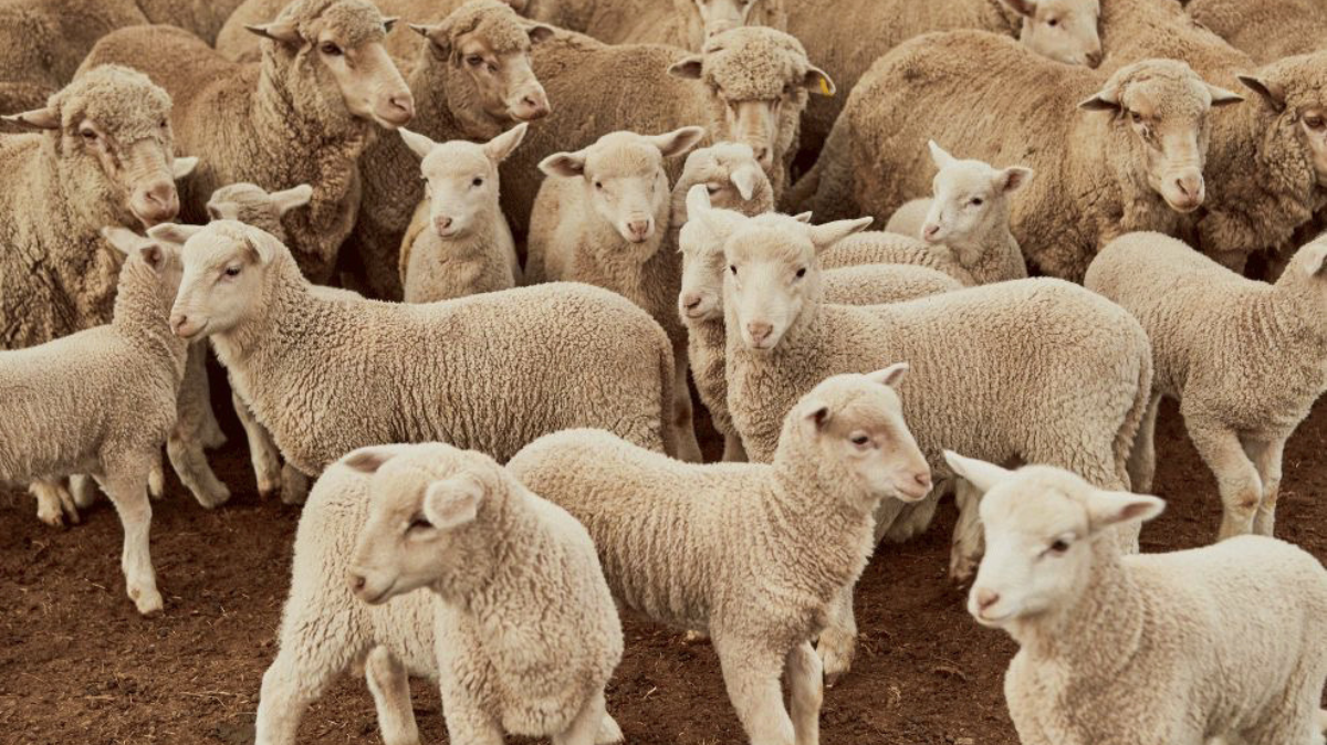 A close-up of Australian sheep grazing in overcast weather, showcasing the natural, soft texture of their wool.