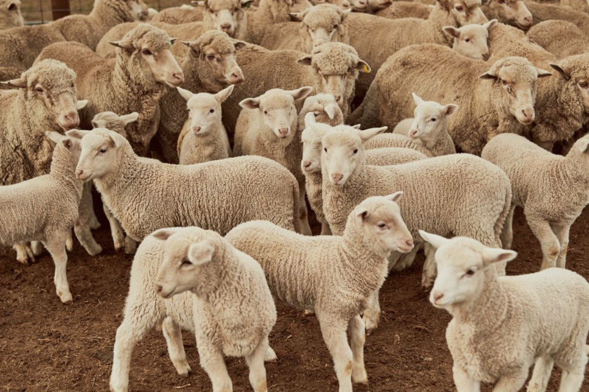 A close-up of Australian sheep grazing in overcast weather, showcasing the natural, soft texture of their wool.